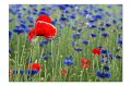 Mohn A 02